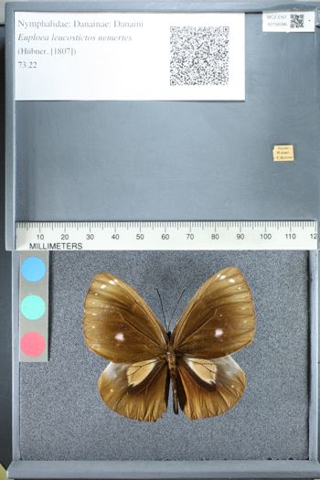 Media type: image;   Entomology 158396